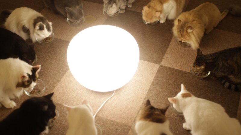 Cat Cafe dan Kafe Hewan: Terapi Bulu Halus di Tengah Kota