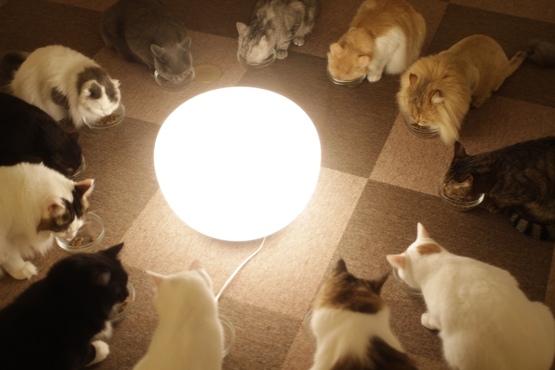Cat Cafe dan Kafe Hewan: Terapi Bulu Halus di Tengah Kota