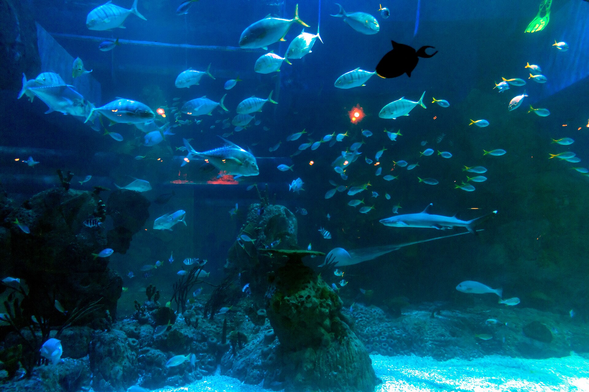Jakarta Aquarium & Safari: Bawah Laut di Dalam Mal