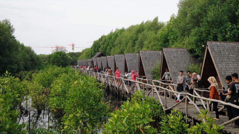 Wisata Mangrove di Jakarta: Hutan Bakau di Tepi Kota